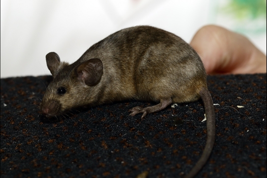 Dit zijn foto's gemaakt op de zesde N.K.V. Bokaal, gehouden op 6 december 2015. Er waren ruim 340 knaagdieren ingeschreven. Bijzonder aantal voor december! De foto's zijn erg mooi geworden! Fons Verrijdt keurde de Syrische hamsters en lette dit keer extra op de ondervacht. Van diverse exemplaren is daarvan foto's gemaakt. Er zitten ook muizen bij zonder snorharen. Katja heeft deze afgekeurd.
