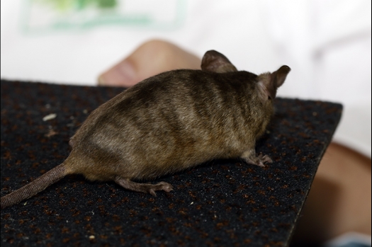 Dit zijn foto's gemaakt op de zesde N.K.V. Bokaal, gehouden op 6 december 2015. Er waren ruim 340 knaagdieren ingeschreven. Bijzonder aantal voor december! De foto's zijn erg mooi geworden! Fons Verrijdt keurde de Syrische hamsters en lette dit keer extra op de ondervacht. Van diverse exemplaren is daarvan foto's gemaakt. Er zitten ook muizen bij zonder snorharen. Katja heeft deze afgekeurd.
