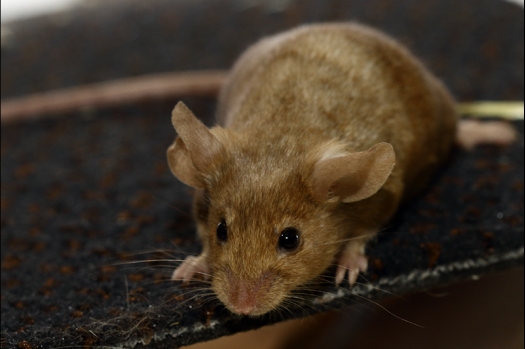 Dit zijn foto's gemaakt op de zesde N.K.V. Bokaal, gehouden op 6 december 2015. Er waren ruim 340 knaagdieren ingeschreven. Bijzonder aantal voor december! De foto's zijn erg mooi geworden! Fons Verrijdt keurde de Syrische hamsters en lette dit keer extra op de ondervacht. Van diverse exemplaren is daarvan foto's gemaakt. Er zitten ook muizen bij zonder snorharen. Katja heeft deze afgekeurd.
