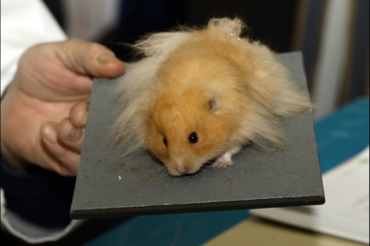 Dit zijn foto's gemaakt op de zesde N.K.V. Bokaal, gehouden op 6 december 2015. Er waren ruim 340 knaagdieren ingeschreven. Bijzonder aantal voor december! De foto's zijn erg mooi geworden! Fons Verrijdt keurde de Syrische hamsters en lette dit keer extra op de ondervacht. Van diverse exemplaren is daarvan foto's gemaakt. Er zitten ook muizen bij zonder snorharen. Katja heeft deze afgekeurd.
