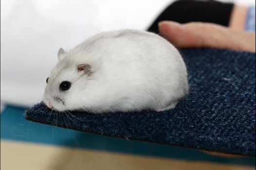 Dit zijn foto's gemaakt op de zesde N.K.V. Bokaal, gehouden op 6 december 2015. Er waren ruim 340 knaagdieren ingeschreven. Bijzonder aantal voor december! De foto's zijn erg mooi geworden! Fons Verrijdt keurde de Syrische hamsters en lette dit keer extra op de ondervacht. Van diverse exemplaren is daarvan foto's gemaakt. Er zitten ook muizen bij zonder snorharen. Katja heeft deze afgekeurd.
