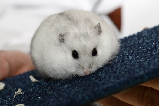 Dit zijn foto's gemaakt op de zesde N.K.V. Bokaal, gehouden op 6 december 2015. Er waren ruim 340 knaagdieren ingeschreven. Bijzonder aantal voor december! De foto's zijn erg mooi geworden! Fons Verrijdt keurde de Syrische hamsters en lette dit keer extra op de ondervacht. Van diverse exemplaren is daarvan foto's gemaakt. Er zitten ook muizen bij zonder snorharen. Katja heeft deze afgekeurd.
