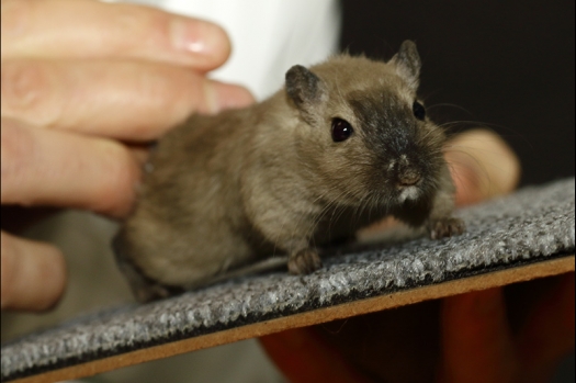 Dit zijn foto's gemaakt op de zesde N.K.V. Bokaal, gehouden op 6 december 2015. Er waren ruim 340 knaagdieren ingeschreven. Bijzonder aantal voor december! De foto's zijn erg mooi geworden! Fons Verrijdt keurde de Syrische hamsters en lette dit keer extra op de ondervacht. Van diverse exemplaren is daarvan foto's gemaakt. Er zitten ook muizen bij zonder snorharen. Katja heeft deze afgekeurd.
