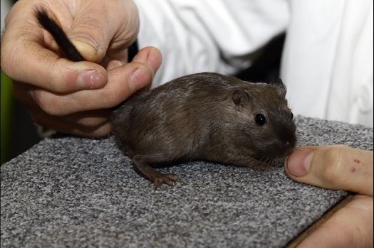 Dit zijn foto's gemaakt op de zesde N.K.V. Bokaal, gehouden op 6 december 2015. Er waren ruim 340 knaagdieren ingeschreven. Bijzonder aantal voor december! De foto's zijn erg mooi geworden! Fons Verrijdt keurde de Syrische hamsters en lette dit keer extra op de ondervacht. Van diverse exemplaren is daarvan foto's gemaakt. Er zitten ook muizen bij zonder snorharen. Katja heeft deze afgekeurd.
