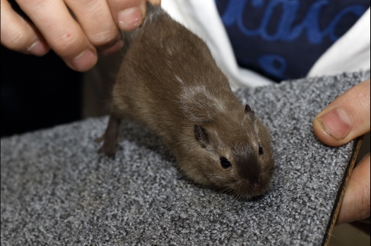 Dit zijn foto's gemaakt op de zesde N.K.V. Bokaal, gehouden op 6 december 2015. Er waren ruim 340 knaagdieren ingeschreven. Bijzonder aantal voor december! De foto's zijn erg mooi geworden! Fons Verrijdt keurde de Syrische hamsters en lette dit keer extra op de ondervacht. Van diverse exemplaren is daarvan foto's gemaakt. Er zitten ook muizen bij zonder snorharen. Katja heeft deze afgekeurd.
