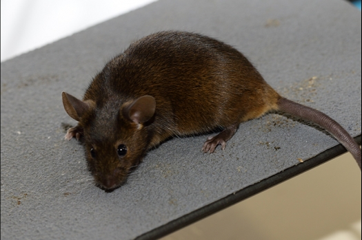 Dit zijn foto's gemaakt op de zesde N.K.V. Bokaal, gehouden op 6 december 2015. Er waren ruim 340 knaagdieren ingeschreven. Bijzonder aantal voor december! De foto's zijn erg mooi geworden! Fons Verrijdt keurde de Syrische hamsters en lette dit keer extra op de ondervacht. Van diverse exemplaren is daarvan foto's gemaakt. Er zitten ook muizen bij zonder snorharen. Katja heeft deze afgekeurd.
