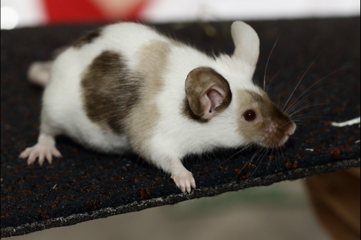 Dit zijn foto's gemaakt op de zesde N.K.V. Bokaal, gehouden op 6 december 2015. Er waren ruim 340 knaagdieren ingeschreven. Bijzonder aantal voor december! De foto's zijn erg mooi geworden! Fons Verrijdt keurde de Syrische hamsters en lette dit keer extra op de ondervacht. Van diverse exemplaren is daarvan foto's gemaakt. Er zitten ook muizen bij zonder snorharen. Katja heeft deze afgekeurd.
