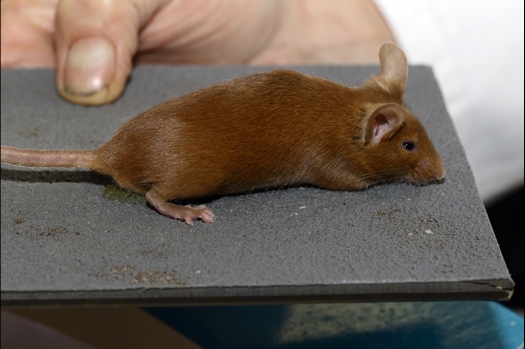 Dit zijn foto's gemaakt op de zesde N.K.V. Bokaal, gehouden op 6 december 2015. Er waren ruim 340 knaagdieren ingeschreven. Bijzonder aantal voor december! De foto's zijn erg mooi geworden! Fons Verrijdt keurde de Syrische hamsters en lette dit keer extra op de ondervacht. Van diverse exemplaren is daarvan foto's gemaakt. Er zitten ook muizen bij zonder snorharen. Katja heeft deze afgekeurd.
