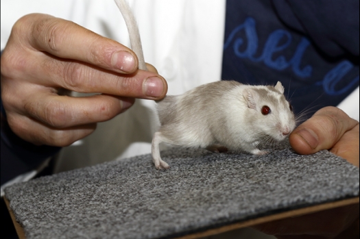 Dit zijn foto's gemaakt op de zesde N.K.V. Bokaal, gehouden op 6 december 2015. Er waren ruim 340 knaagdieren ingeschreven. Bijzonder aantal voor december! De foto's zijn erg mooi geworden! Fons Verrijdt keurde de Syrische hamsters en lette dit keer extra op de ondervacht. Van diverse exemplaren is daarvan foto's gemaakt. Er zitten ook muizen bij zonder snorharen. Katja heeft deze afgekeurd.
