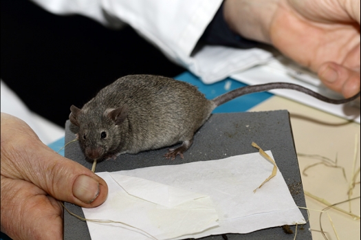 Dit zijn foto's gemaakt op de zesde N.K.V. Bokaal, gehouden op 6 december 2015. Er waren ruim 340 knaagdieren ingeschreven. Bijzonder aantal voor december! De foto's zijn erg mooi geworden! Fons Verrijdt keurde de Syrische hamsters en lette dit keer extra op de ondervacht. Van diverse exemplaren is daarvan foto's gemaakt. Er zitten ook muizen bij zonder snorharen. Katja heeft deze afgekeurd.
