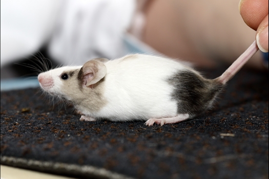 Dit zijn foto's gemaakt op de zesde N.K.V. Bokaal, gehouden op 6 december 2015. Er waren ruim 340 knaagdieren ingeschreven. Bijzonder aantal voor december! De foto's zijn erg mooi geworden! Fons Verrijdt keurde de Syrische hamsters en lette dit keer extra op de ondervacht. Van diverse exemplaren is daarvan foto's gemaakt. Er zitten ook muizen bij zonder snorharen. Katja heeft deze afgekeurd.
