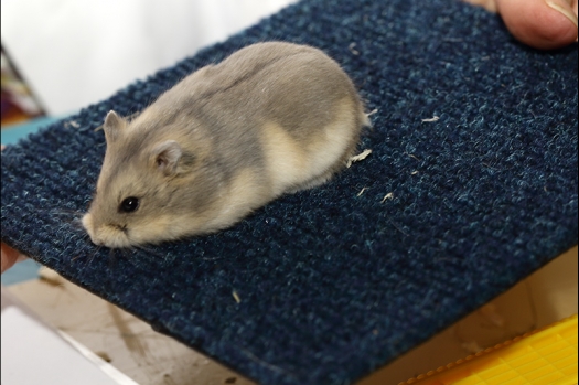 Dit zijn foto's gemaakt op de zesde N.K.V. Bokaal, gehouden op 6 december 2015. Er waren ruim 340 knaagdieren ingeschreven. Bijzonder aantal voor december! De foto's zijn erg mooi geworden! Fons Verrijdt keurde de Syrische hamsters en lette dit keer extra op de ondervacht. Van diverse exemplaren is daarvan foto's gemaakt. Er zitten ook muizen bij zonder snorharen. Katja heeft deze afgekeurd.
