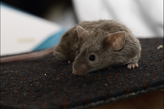 Dit zijn foto's gemaakt op de zesde N.K.V. Bokaal, gehouden op 6 december 2015. Er waren ruim 340 knaagdieren ingeschreven. Bijzonder aantal voor december! De foto's zijn erg mooi geworden! Fons Verrijdt keurde de Syrische hamsters en lette dit keer extra op de ondervacht. Van diverse exemplaren is daarvan foto's gemaakt. Er zitten ook muizen bij zonder snorharen. Katja heeft deze afgekeurd.
