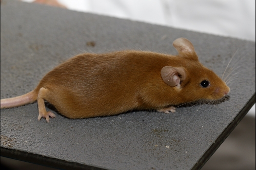 Dit zijn foto's gemaakt op de zesde N.K.V. Bokaal, gehouden op 6 december 2015. Er waren ruim 340 knaagdieren ingeschreven. Bijzonder aantal voor december! De foto's zijn erg mooi geworden! Fons Verrijdt keurde de Syrische hamsters en lette dit keer extra op de ondervacht. Van diverse exemplaren is daarvan foto's gemaakt. Er zitten ook muizen bij zonder snorharen. Katja heeft deze afgekeurd.
