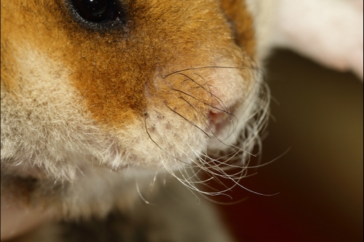 Dit zijn foto's gemaakt op de zesde N.K.V. Bokaal, gehouden op 6 december 2015. Er waren ruim 340 knaagdieren ingeschreven. Bijzonder aantal voor december! De foto's zijn erg mooi geworden! Fons Verrijdt keurde de Syrische hamsters en lette dit keer extra op de ondervacht. Van diverse exemplaren is daarvan foto's gemaakt. Er zitten ook muizen bij zonder snorharen. Katja heeft deze afgekeurd.
