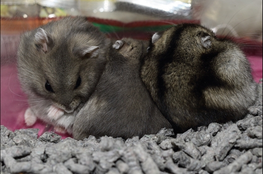 Dit zijn foto's gemaakt op de zesde N.K.V. Bokaal, gehouden op 6 december 2015. Er waren ruim 340 knaagdieren ingeschreven. Bijzonder aantal voor december! De foto's zijn erg mooi geworden! Fons Verrijdt keurde de Syrische hamsters en lette dit keer extra op de ondervacht. Van diverse exemplaren is daarvan foto's gemaakt. Er zitten ook muizen bij zonder snorharen. Katja heeft deze afgekeurd.
