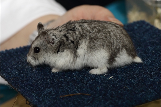 Dit zijn foto's gemaakt op de zesde N.K.V. Bokaal, gehouden op 6 december 2015. Er waren ruim 340 knaagdieren ingeschreven. Bijzonder aantal voor december! De foto's zijn erg mooi geworden! Fons Verrijdt keurde de Syrische hamsters en lette dit keer extra op de ondervacht. Van diverse exemplaren is daarvan foto's gemaakt. Er zitten ook muizen bij zonder snorharen. Katja heeft deze afgekeurd.
