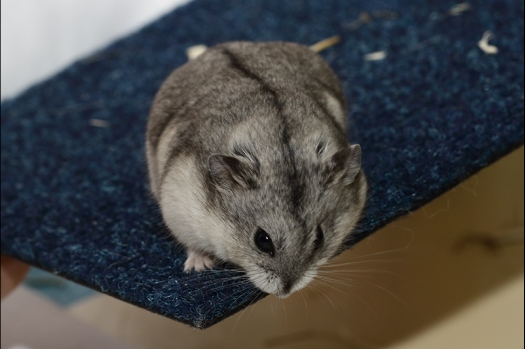 Dit zijn foto's gemaakt op de zesde N.K.V. Bokaal, gehouden op 6 december 2015. Er waren ruim 340 knaagdieren ingeschreven. Bijzonder aantal voor december! De foto's zijn erg mooi geworden! Fons Verrijdt keurde de Syrische hamsters en lette dit keer extra op de ondervacht. Van diverse exemplaren is daarvan foto's gemaakt. Er zitten ook muizen bij zonder snorharen. Katja heeft deze afgekeurd.
