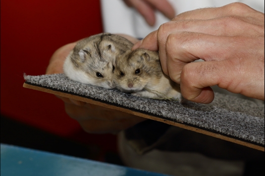 Dit zijn foto's gemaakt op de zesde N.K.V. Bokaal, gehouden op 6 december 2015. Er waren ruim 340 knaagdieren ingeschreven. Bijzonder aantal voor december! De foto's zijn erg mooi geworden! Fons Verrijdt keurde de Syrische hamsters en lette dit keer extra op de ondervacht. Van diverse exemplaren is daarvan foto's gemaakt. Er zitten ook muizen bij zonder snorharen. Katja heeft deze afgekeurd.
