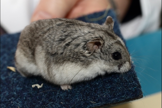 Dit zijn foto's gemaakt op de zesde N.K.V. Bokaal, gehouden op 6 december 2015. Er waren ruim 340 knaagdieren ingeschreven. Bijzonder aantal voor december! De foto's zijn erg mooi geworden! Fons Verrijdt keurde de Syrische hamsters en lette dit keer extra op de ondervacht. Van diverse exemplaren is daarvan foto's gemaakt. Er zitten ook muizen bij zonder snorharen. Katja heeft deze afgekeurd.
