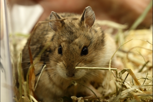 Dit zijn foto's gemaakt op de zesde N.K.V. Bokaal, gehouden op 6 december 2015. Er waren ruim 340 knaagdieren ingeschreven. Bijzonder aantal voor december! De foto's zijn erg mooi geworden! Fons Verrijdt keurde de Syrische hamsters en lette dit keer extra op de ondervacht. Van diverse exemplaren is daarvan foto's gemaakt. Er zitten ook muizen bij zonder snorharen. Katja heeft deze afgekeurd.
