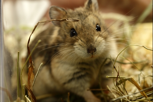 Dit zijn foto's gemaakt op de zesde N.K.V. Bokaal, gehouden op 6 december 2015. Er waren ruim 340 knaagdieren ingeschreven. Bijzonder aantal voor december! De foto's zijn erg mooi geworden! Fons Verrijdt keurde de Syrische hamsters en lette dit keer extra op de ondervacht. Van diverse exemplaren is daarvan foto's gemaakt. Er zitten ook muizen bij zonder snorharen. Katja heeft deze afgekeurd.
