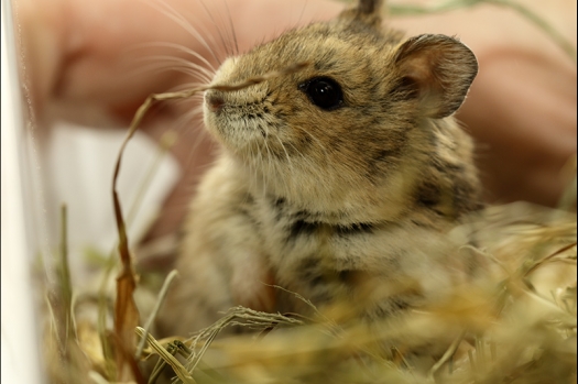 Dit zijn foto's gemaakt op de zesde N.K.V. Bokaal, gehouden op 6 december 2015. Er waren ruim 340 knaagdieren ingeschreven. Bijzonder aantal voor december! De foto's zijn erg mooi geworden! Fons Verrijdt keurde de Syrische hamsters en lette dit keer extra op de ondervacht. Van diverse exemplaren is daarvan foto's gemaakt. Er zitten ook muizen bij zonder snorharen. Katja heeft deze afgekeurd.
