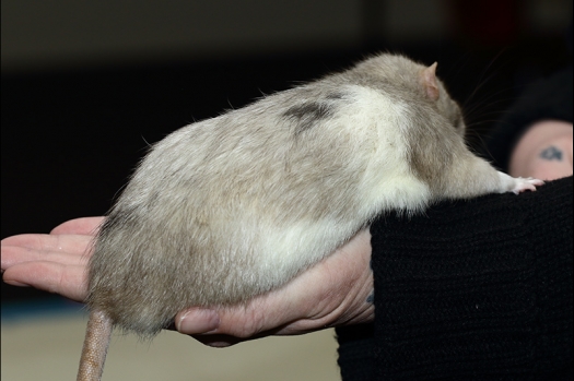 Dit zijn foto's gemaakt op de zesde N.K.V. Bokaal, gehouden op 6 december 2015. Er waren ruim 340 knaagdieren ingeschreven. Bijzonder aantal voor december! De foto's zijn erg mooi geworden! Fons Verrijdt keurde de Syrische hamsters en lette dit keer extra op de ondervacht. Van diverse exemplaren is daarvan foto's gemaakt. Er zitten ook muizen bij zonder snorharen. Katja heeft deze afgekeurd.
