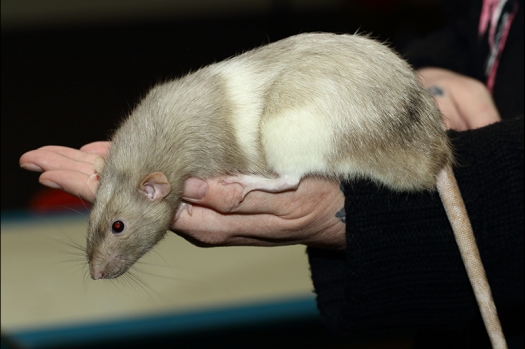 Dit zijn foto's gemaakt op de zesde N.K.V. Bokaal, gehouden op 6 december 2015. Er waren ruim 340 knaagdieren ingeschreven. Bijzonder aantal voor december! De foto's zijn erg mooi geworden! Fons Verrijdt keurde de Syrische hamsters en lette dit keer extra op de ondervacht. Van diverse exemplaren is daarvan foto's gemaakt. Er zitten ook muizen bij zonder snorharen. Katja heeft deze afgekeurd.
