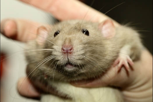 Dit zijn foto's gemaakt op de zesde N.K.V. Bokaal, gehouden op 6 december 2015. Er waren ruim 340 knaagdieren ingeschreven. Bijzonder aantal voor december! De foto's zijn erg mooi geworden! Fons Verrijdt keurde de Syrische hamsters en lette dit keer extra op de ondervacht. Van diverse exemplaren is daarvan foto's gemaakt. Er zitten ook muizen bij zonder snorharen. Katja heeft deze afgekeurd.
