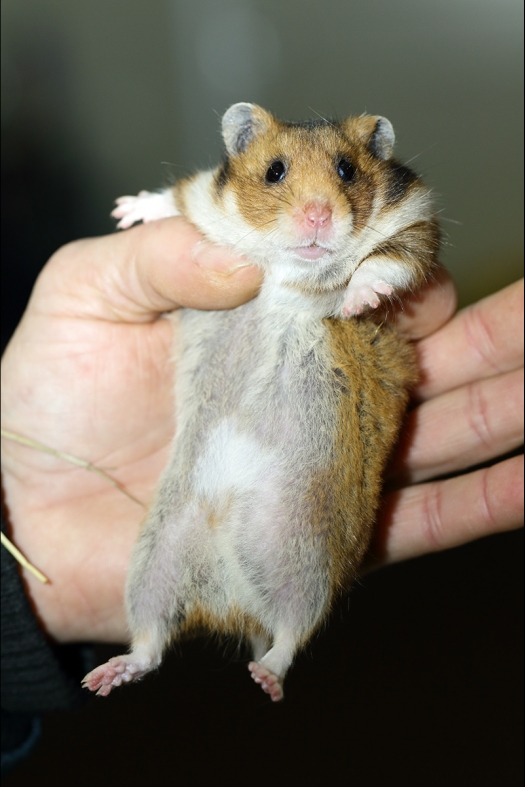 Dit zijn foto's gemaakt op de zesde N.K.V. Bokaal, gehouden op 6 december 2015. Er waren ruim 340 knaagdieren ingeschreven. Bijzonder aantal voor december! De foto's zijn erg mooi geworden! Fons Verrijdt keurde de Syrische hamsters en lette dit keer extra op de ondervacht. Van diverse exemplaren is daarvan foto's gemaakt. Er zitten ook muizen bij zonder snorharen. Katja heeft deze afgekeurd.
