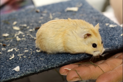 Dit zijn foto's gemaakt op de N.K.V. Bokaal, gehouden op 16 april 2017. Er waren maar een kleine 200 knaagdieren ingeschreven. Dit kwam omdat N.K.V. Bokaal op 1e Paasdag was. Dit keer alleen in de middag foto's gemaakt omdat ik 's ochtends keurkaarten geschreven heb. Ook zie je bij de Campbelli en de Russische dwerghamster verkeerde staartdracht en bij de Campbelli's hybride eigenschappen zoals korte vacht en haarstructuur.
