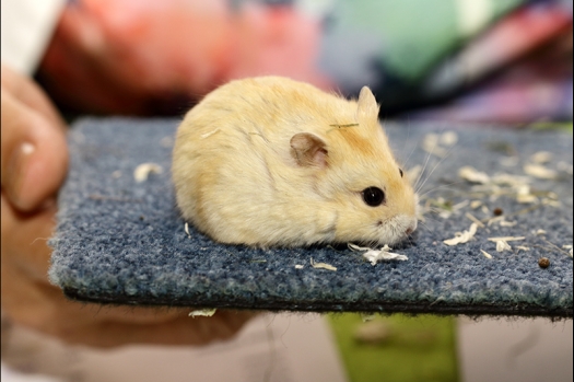 Dit zijn foto's gemaakt op de N.K.V. Bokaal, gehouden op 16 april 2017. Er waren maar een kleine 200 knaagdieren ingeschreven. Dit kwam omdat N.K.V. Bokaal op 1e Paasdag was. Dit keer alleen in de middag foto's gemaakt omdat ik 's ochtends keurkaarten geschreven heb. Ook zie je bij de Campbelli en de Russische dwerghamster verkeerde staartdracht en bij de Campbelli's hybride eigenschappen zoals korte vacht en haarstructuur.
