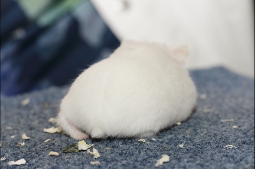 Dit zijn foto's gemaakt op de N.K.V. Bokaal, gehouden op 16 april 2017. Er waren maar een kleine 200 knaagdieren ingeschreven. Dit kwam omdat N.K.V. Bokaal op 1e Paasdag was. Dit keer alleen in de middag foto's gemaakt omdat ik 's ochtends keurkaarten geschreven heb. Ook zie je bij de Campbelli en de Russische dwerghamster verkeerde staartdracht en bij de Campbelli's hybride eigenschappen zoals korte vacht en haarstructuur.
