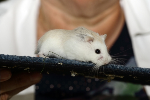 Dit zijn foto's gemaakt op de N.K.V. Bokaal, gehouden op 16 april 2017. Er waren maar een kleine 200 knaagdieren ingeschreven. Dit kwam omdat N.K.V. Bokaal op 1e Paasdag was. Dit keer alleen in de middag foto's gemaakt omdat ik 's ochtends keurkaarten geschreven heb. Ook zie je bij de Campbelli en de Russische dwerghamster verkeerde staartdracht en bij de Campbelli's hybride eigenschappen zoals korte vacht en haarstructuur.
