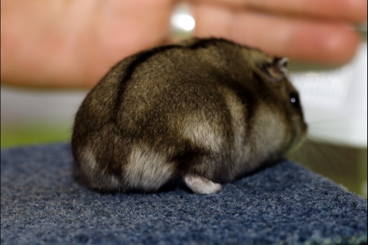 Dit zijn foto's gemaakt op de N.K.V. Bokaal, gehouden op 16 april 2017. Er waren maar een kleine 200 knaagdieren ingeschreven. Dit kwam omdat N.K.V. Bokaal op 1e Paasdag was. Dit keer alleen in de middag foto's gemaakt omdat ik 's ochtends keurkaarten geschreven heb. Ook zie je bij de Campbelli en de Russische dwerghamster verkeerde staartdracht en bij de Campbelli's hybride eigenschappen zoals korte vacht en haarstructuur.
