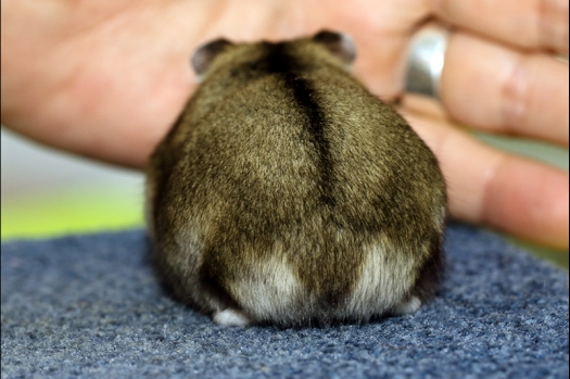 Dit zijn foto's gemaakt op de N.K.V. Bokaal, gehouden op 16 april 2017. Er waren maar een kleine 200 knaagdieren ingeschreven. Dit kwam omdat N.K.V. Bokaal op 1e Paasdag was. Dit keer alleen in de middag foto's gemaakt omdat ik 's ochtends keurkaarten geschreven heb. Ook zie je bij de Campbelli en de Russische dwerghamster verkeerde staartdracht en bij de Campbelli's hybride eigenschappen zoals korte vacht en haarstructuur.
