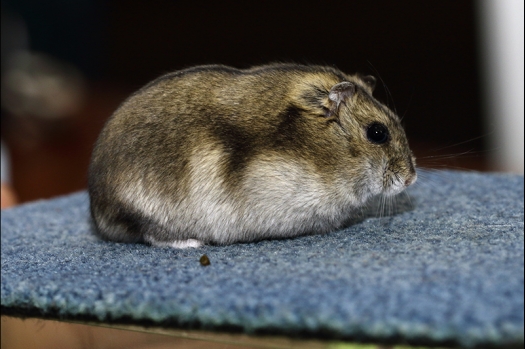 Dit zijn foto's gemaakt op de N.K.V. Bokaal, gehouden op 16 april 2017. Er waren maar een kleine 200 knaagdieren ingeschreven. Dit kwam omdat N.K.V. Bokaal op 1e Paasdag was. Dit keer alleen in de middag foto's gemaakt omdat ik 's ochtends keurkaarten geschreven heb. Ook zie je bij de Campbelli en de Russische dwerghamster verkeerde staartdracht en bij de Campbelli's hybride eigenschappen zoals korte vacht en haarstructuur.
