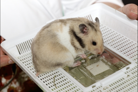 Dit zijn foto's gemaakt op de N.K.V. Bokaal, gehouden op 16 april 2017. Er waren maar een kleine 200 knaagdieren ingeschreven. Dit kwam omdat N.K.V. Bokaal op 1e Paasdag was. Dit keer alleen in de middag foto's gemaakt omdat ik 's ochtends keurkaarten geschreven heb. Ook zie je bij de Campbelli en de Russische dwerghamster verkeerde staartdracht en bij de Campbelli's hybride eigenschappen zoals korte vacht en haarstructuur.
