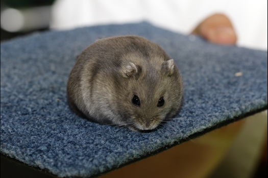 Dit zijn foto's gemaakt op de N.K.V. Bokaal, gehouden op 16 april 2017. Er waren maar een kleine 200 knaagdieren ingeschreven. Dit kwam omdat N.K.V. Bokaal op 1e Paasdag was. Dit keer alleen in de middag foto's gemaakt omdat ik 's ochtends keurkaarten geschreven heb. Ook zie je bij de Campbelli en de Russische dwerghamster verkeerde staartdracht en bij de Campbelli's hybride eigenschappen zoals korte vacht en haarstructuur.
