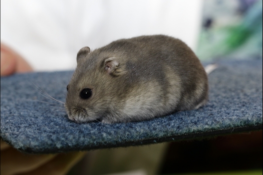 Dit zijn foto's gemaakt op de N.K.V. Bokaal, gehouden op 16 april 2017. Er waren maar een kleine 200 knaagdieren ingeschreven. Dit kwam omdat N.K.V. Bokaal op 1e Paasdag was. Dit keer alleen in de middag foto's gemaakt omdat ik 's ochtends keurkaarten geschreven heb. Ook zie je bij de Campbelli en de Russische dwerghamster verkeerde staartdracht en bij de Campbelli's hybride eigenschappen zoals korte vacht en haarstructuur.
