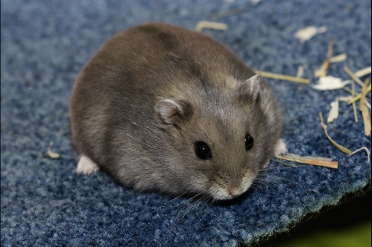 Dit zijn foto's gemaakt op de N.K.V. Bokaal, gehouden op 16 april 2017. Er waren maar een kleine 200 knaagdieren ingeschreven. Dit kwam omdat N.K.V. Bokaal op 1e Paasdag was. Dit keer alleen in de middag foto's gemaakt omdat ik 's ochtends keurkaarten geschreven heb. Ook zie je bij de Campbelli en de Russische dwerghamster verkeerde staartdracht en bij de Campbelli's hybride eigenschappen zoals korte vacht en haarstructuur.
