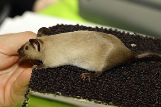 Dit zijn foto's gemaakt op de N.K.V. Bokaal, gehouden op 16 april 2017. Er waren maar een kleine 200 knaagdieren ingeschreven. Dit kwam omdat N.K.V. Bokaal op 1e Paasdag was. Dit keer alleen in de middag foto's gemaakt omdat ik 's ochtends keurkaarten geschreven heb. Ook zie je bij de Campbelli en de Russische dwerghamster verkeerde staartdracht en bij de Campbelli's hybride eigenschappen zoals korte vacht en haarstructuur.
