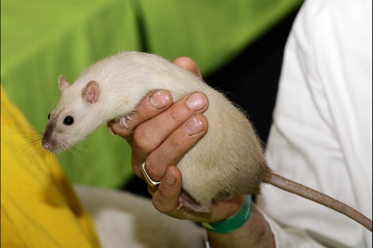 Dit zijn foto's gemaakt op de N.K.V. Bokaal, gehouden op 16 april 2017. Er waren maar een kleine 200 knaagdieren ingeschreven. Dit kwam omdat N.K.V. Bokaal op 1e Paasdag was. Dit keer alleen in de middag foto's gemaakt omdat ik 's ochtends keurkaarten geschreven heb. Ook zie je bij de Campbelli en de Russische dwerghamster verkeerde staartdracht en bij de Campbelli's hybride eigenschappen zoals korte vacht en haarstructuur.
