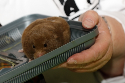 Dit zijn foto's gemaakt op de N.K.V. Bokaal, gehouden op 16 april 2017. Er waren maar een kleine 200 knaagdieren ingeschreven. Dit kwam omdat N.K.V. Bokaal op 1e Paasdag was. Dit keer alleen in de middag foto's gemaakt omdat ik 's ochtends keurkaarten geschreven heb. Ook zie je bij de Campbelli en de Russische dwerghamster verkeerde staartdracht en bij de Campbelli's hybride eigenschappen zoals korte vacht en haarstructuur.
