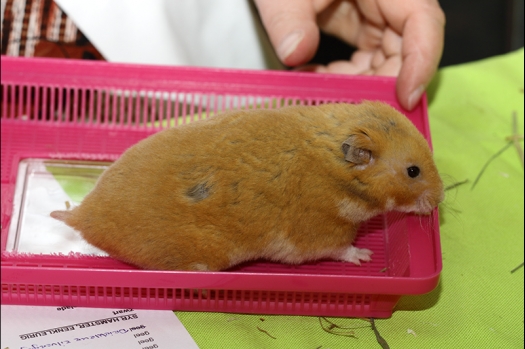 Dit zijn foto's gemaakt op de N.K.V. Bokaal, gehouden op 16 april 2017. Er waren maar een kleine 200 knaagdieren ingeschreven. Dit kwam omdat N.K.V. Bokaal op 1e Paasdag was. Dit keer alleen in de middag foto's gemaakt omdat ik 's ochtends keurkaarten geschreven heb. Ook zie je bij de Campbelli en de Russische dwerghamster verkeerde staartdracht en bij de Campbelli's hybride eigenschappen zoals korte vacht en haarstructuur.
