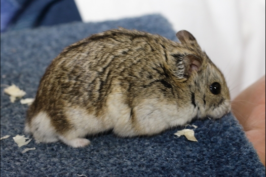 Dit zijn foto's gemaakt op de N.K.V. Bokaal, gehouden op 16 april 2017. Er waren maar een kleine 200 knaagdieren ingeschreven. Dit kwam omdat N.K.V. Bokaal op 1e Paasdag was. Dit keer alleen in de middag foto's gemaakt omdat ik 's ochtends keurkaarten geschreven heb. Ook zie je bij de Campbelli en de Russische dwerghamster verkeerde staartdracht en bij de Campbelli's hybride eigenschappen zoals korte vacht en haarstructuur.
