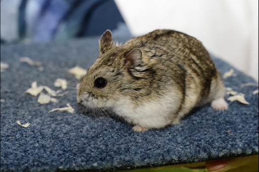 Dit zijn foto's gemaakt op de N.K.V. Bokaal, gehouden op 16 april 2017. Er waren maar een kleine 200 knaagdieren ingeschreven. Dit kwam omdat N.K.V. Bokaal op 1e Paasdag was. Dit keer alleen in de middag foto's gemaakt omdat ik 's ochtends keurkaarten geschreven heb. Ook zie je bij de Campbelli en de Russische dwerghamster verkeerde staartdracht en bij de Campbelli's hybride eigenschappen zoals korte vacht en haarstructuur.
