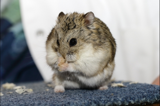 Dit zijn foto's gemaakt op de N.K.V. Bokaal, gehouden op 16 april 2017. Er waren maar een kleine 200 knaagdieren ingeschreven. Dit kwam omdat N.K.V. Bokaal op 1e Paasdag was. Dit keer alleen in de middag foto's gemaakt omdat ik 's ochtends keurkaarten geschreven heb. Ook zie je bij de Campbelli en de Russische dwerghamster verkeerde staartdracht en bij de Campbelli's hybride eigenschappen zoals korte vacht en haarstructuur.
