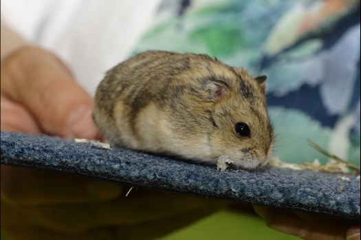 Dit zijn foto's gemaakt op de N.K.V. Bokaal, gehouden op 16 april 2017. Er waren maar een kleine 200 knaagdieren ingeschreven. Dit kwam omdat N.K.V. Bokaal op 1e Paasdag was. Dit keer alleen in de middag foto's gemaakt omdat ik 's ochtends keurkaarten geschreven heb. Ook zie je bij de Campbelli en de Russische dwerghamster verkeerde staartdracht en bij de Campbelli's hybride eigenschappen zoals korte vacht en haarstructuur.
